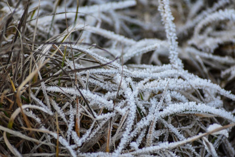 This photo was taken on a cold winter morning with a macro lens. The frost covered all the grass and plants. The tiny ice formations are seen clearly. This photo was taken on a cold winter morning with a macro lens. The frost covered all the grass and plants. The tiny ice formations are seen clearly.