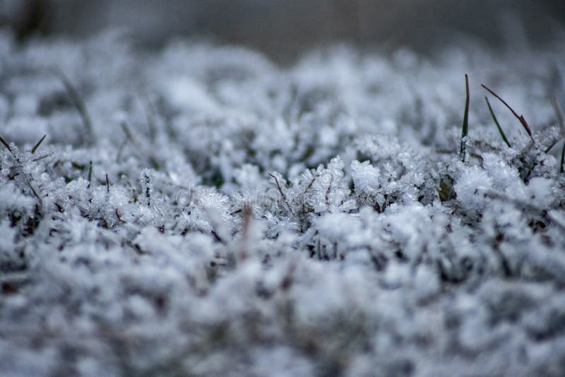 Frozen This photo was taken on a cold winter morning with a macro lens. The frost covered all the grass and plants. The tiny ice formations are seen clearly. Frozen This photo was taken on a cold winter morning with a macro lens. The frost covered all the grass and plants. The tiny ice formations are seen clearly.