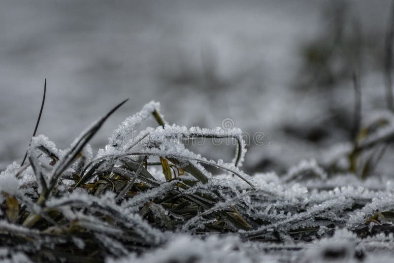 Frozen grass onThis photo was taken on a cold winter morning with a macro lens. The frost covered all the grass and plants. The tiny ice formations are seen clearly. Frozen grass onThis photo was taken on a cold winter morning with a macro lens. The frost covered all the grass and plants. The tiny ice formations are seen clearly.