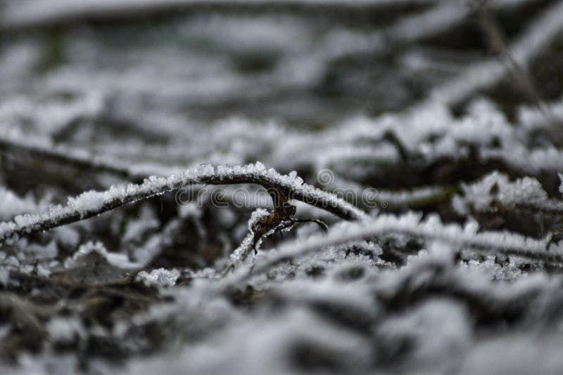 Frozen grass on a This photo was taken on a cold winter morning with a macro lens. The frost covered all the grass and plants. The tiny ice formations are seen clearly. Frozen grass on a This photo was taken on a cold winter morning with a macro lens. The frost covered all the grass and plants. The tiny ice formations are seen clearly.