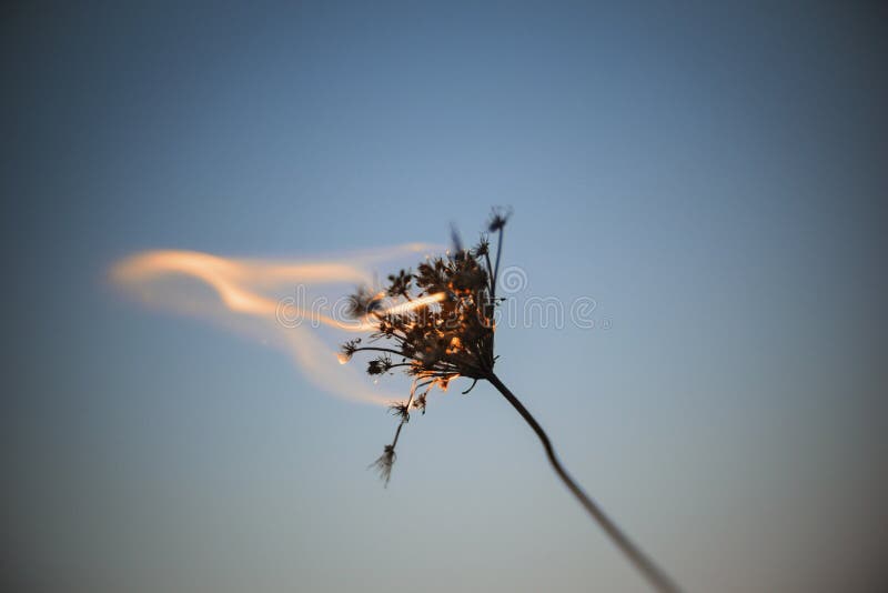 Artistic flaming weed background photo. Artistic flaming weed background photo.