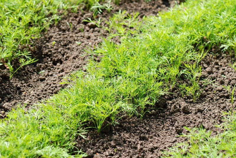 Erva-doce em uma horta da casa imagem de stock Erva-doce em uma horta da casa imagem de stock