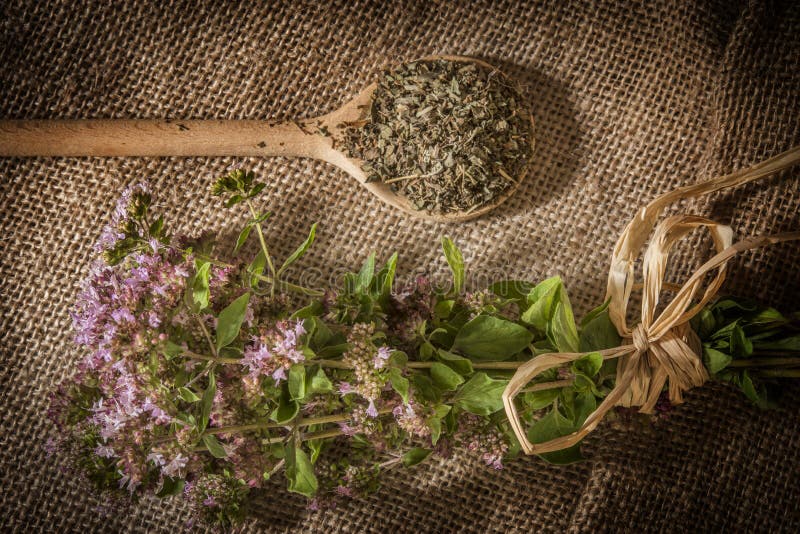 Erva dos oréganos do vulgare do Origanum fotografia de stock Erva dos oréganos do vulgare do Origanum fotografia de stock