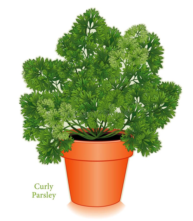 Curly Parsley Herb in Clay Flowerpot for do it yourself gardening. Fresh, flavorful leaves widely used in Middle Eastern, European cuisines and American cooking. Classic ingredient of French herb blends, Bouquet Garni and Fines Herbes. See other herbs and spices in this series. EPS8 compatible. Curly Parsley Herb in Clay Flowerpot for do it yourself gardening. Fresh, flavorful leaves widely used in Middle Eastern, European cuisines and American cooking. Classic ingredient of French herb blends, Bouquet Garni and Fines Herbes. See other herbs and spices in this series. EPS8 compatible.