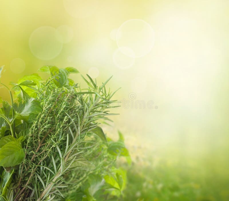 Ervas com espaço em branco foto de stock royalty free