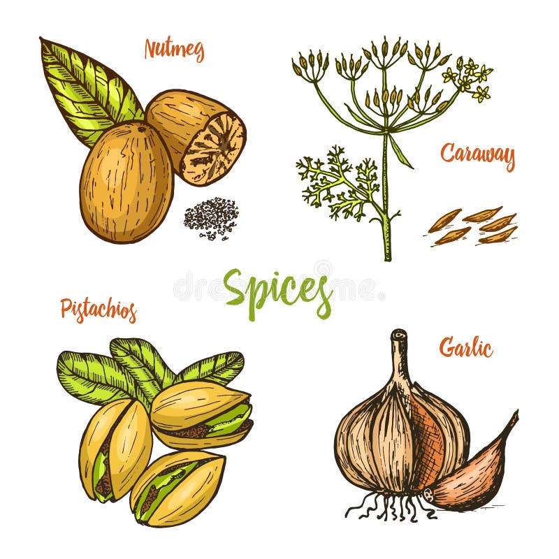 Herbs, condiments and spices. nutmeg and pistachios and garlic, caraway and seeds for the menu. Organic plants or vegetarian vegetables. engraved hand drawn in old sketch, vintage style. Herbs, condiments and spices. nutmeg and pistachios and garlic, caraway and seeds for the menu. Organic plants or vegetarian vegetables. engraved hand drawn in old sketch, vintage style