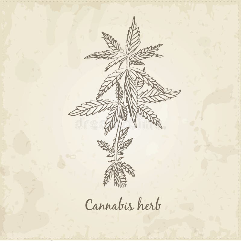 Ervas desenhados à mão da cozinha e especiarias, erva do cannabis ilustração stock Ervas desenhados à mão da cozinha e especiarias, erva do cannabis ilustração stock