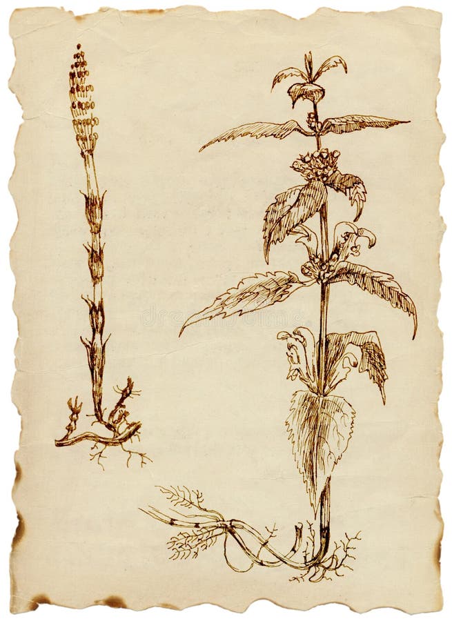 Mandrake Padrão Sem Costura No Estilo De Vintage Flor Mágica Fantasista E  Ingredientes Para Feitiçaria Mão Ilustração do Vetor - Ilustração de  botânica, desenho: 163768191