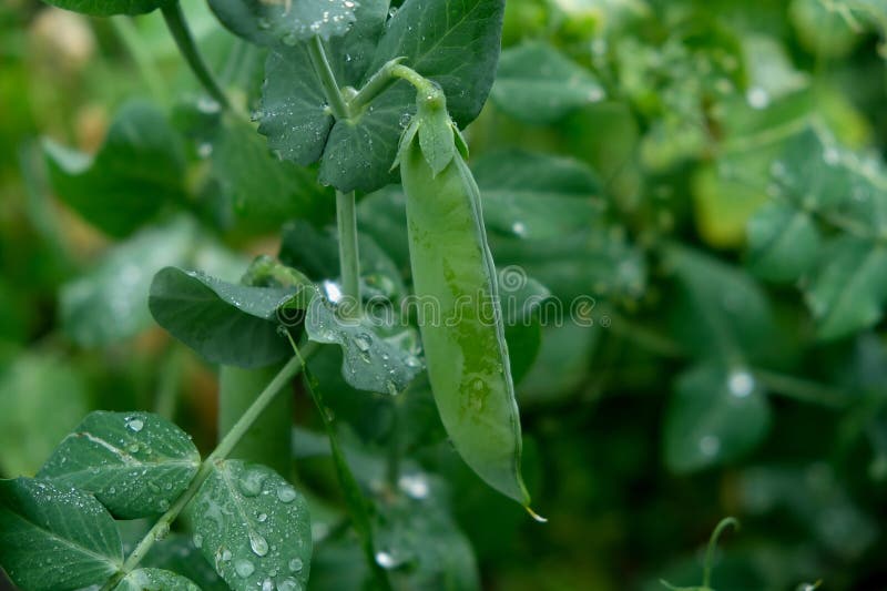 Ervilhas verdes no jardim de Verão. legumes. fotografia de stock