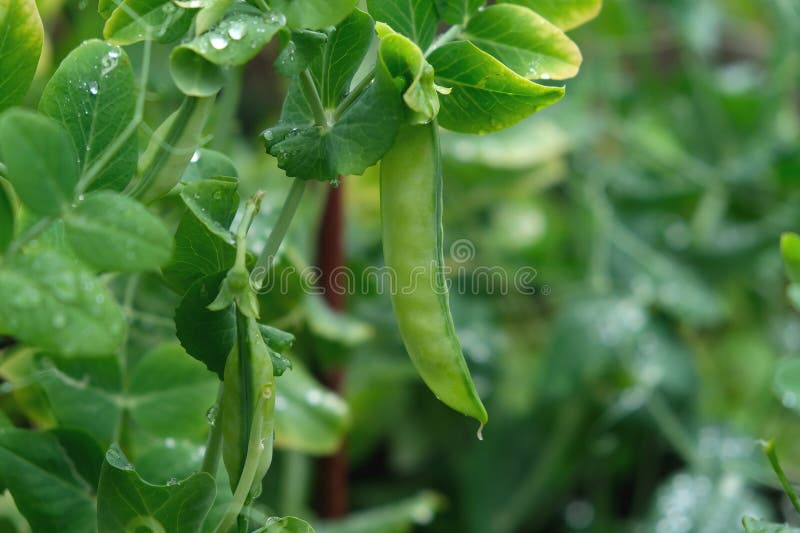 Ervilhas verdes em um jardim de verão. Cultivo de vegetais imagens de stock