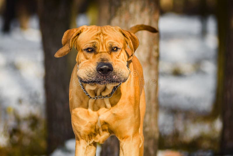 Brasilianischer Mastiff Oder Fila Brasileiro Hund Stockfoto Bild von