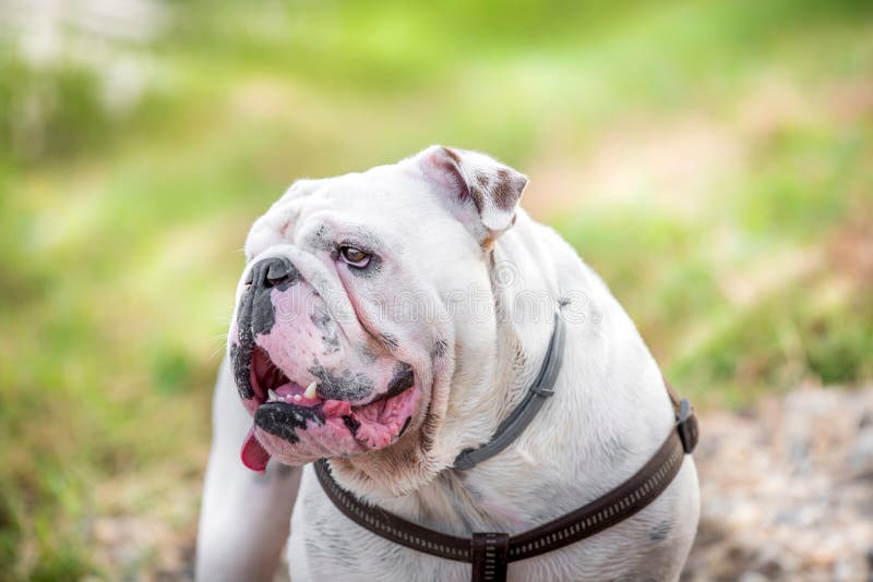 Erwachsene englische Bulldogge. Schließen Sie herauf Porträt der englischen Bulldogge, selektiver Fokus