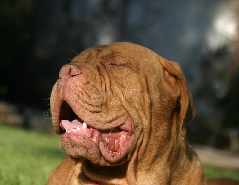 hund augen tränen braun