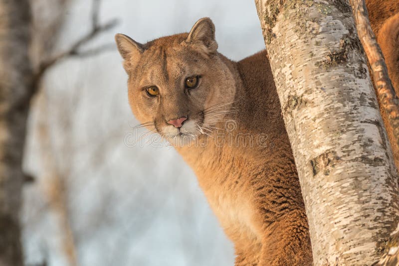 Erwachsene Frau-Puma-Puma Concolor Nahaufnahme Baum Stockbild - Bild von katze: