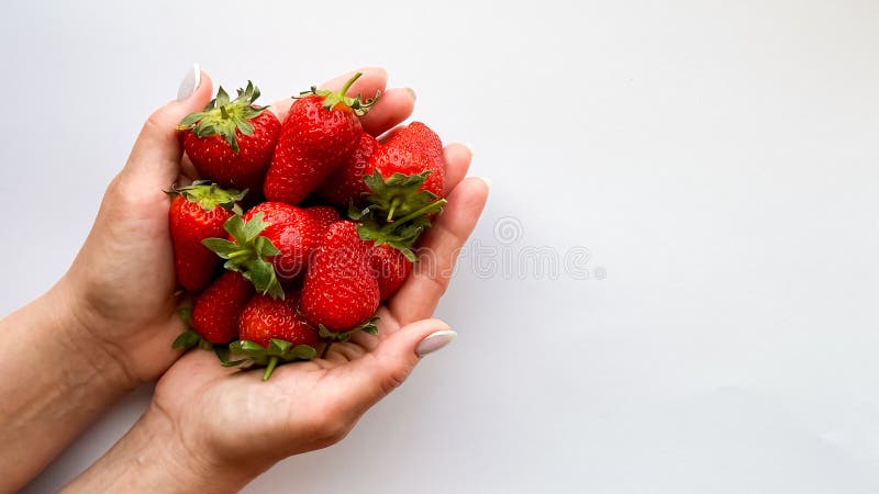 Erwachsene kaukasische Hände mit frischem Erdbeeren vor weißem Hintergrund stockfoto