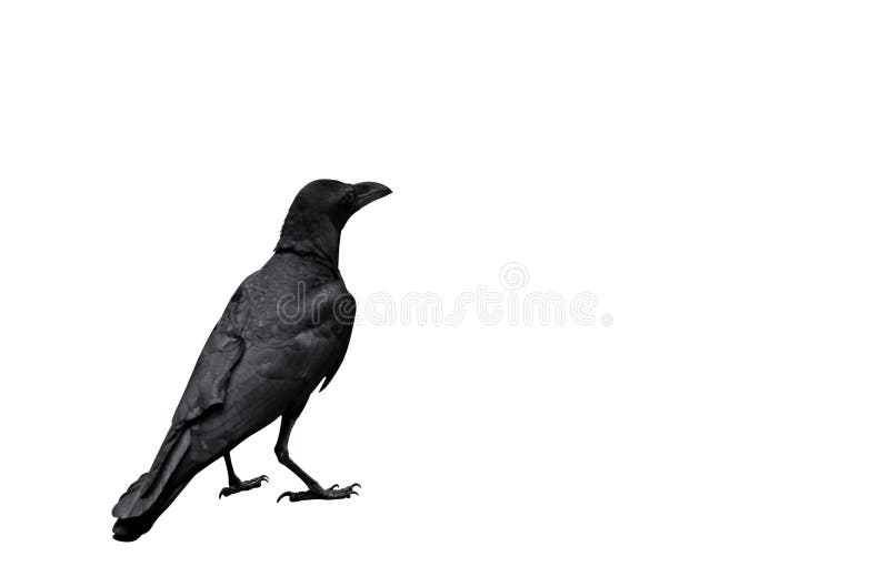 Erwachsene Krähe lokalisiert auf weißem Hintergrund, Beschneidungspfad lizenzfreie stockfotografie
