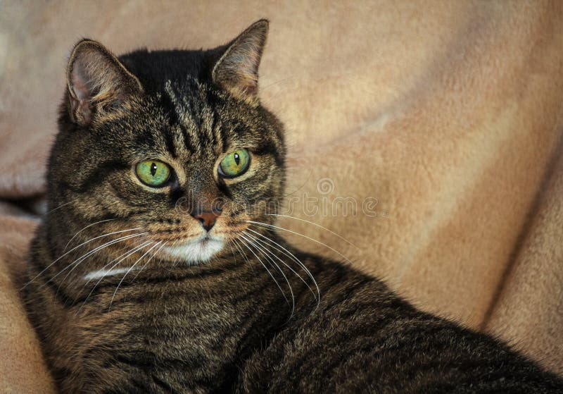 Erwachsene nicht reinrassige weibliche Katze, enorme grüne Augen und eine gestreifte Farbe