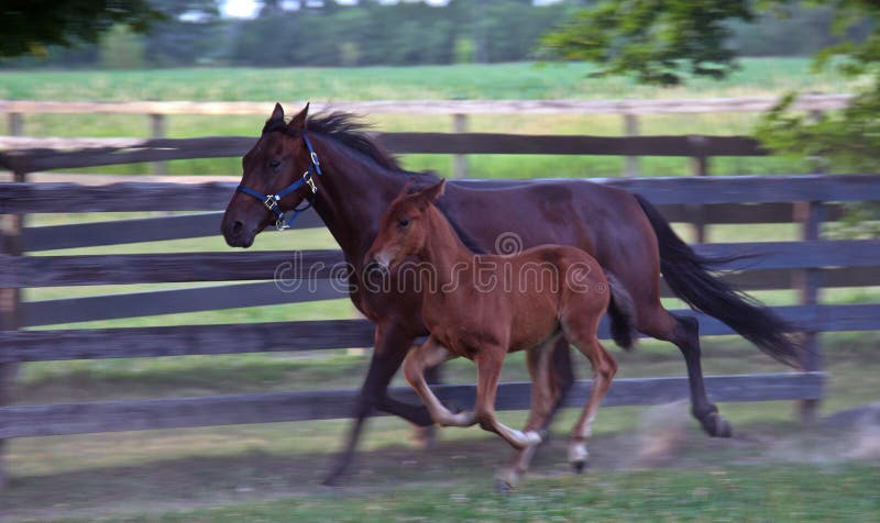 Erwachsener Betrieb des Pferd-(Stute) und Fohlen- stockfotos Erwachsener Betrieb des Pferd-(Stute) und Fohlen- stockfotos