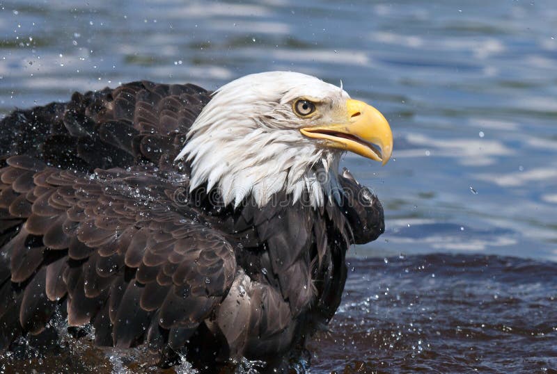 Close up image of an American Bald Eagle splashing in the water. Summer in Minnesota. Close up image of an American Bald Eagle splashing in the water. Summer in Minnesota