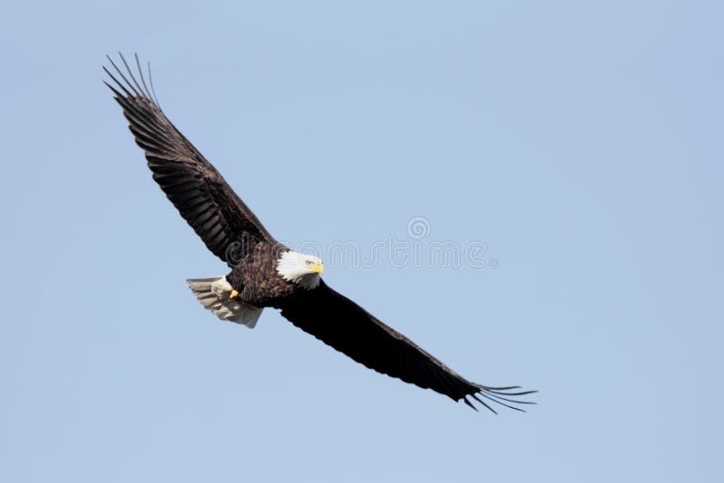 Adult Bald Eagle (haliaeetus leucocephalus) in flight against a blue sky. Adult Bald Eagle (haliaeetus leucocephalus) in flight against a blue sky