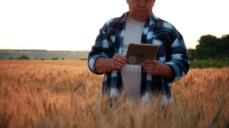 Erwachsener Landwirt mit tragbarem Tablet-Computer auf dem Weizengebiet bei Sonnenuntergang unter Verwendung fachkundiger APP mod