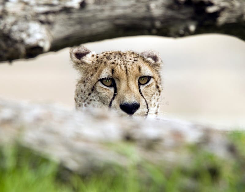 Erwachsener Mann des afrikanischen Geparden hinter großer Katze des Baums lizenzfreies stockfoto Erwachsener Mann des afrikanischen Geparden hinter großer Katze des Baums lizenzfreies stockfoto