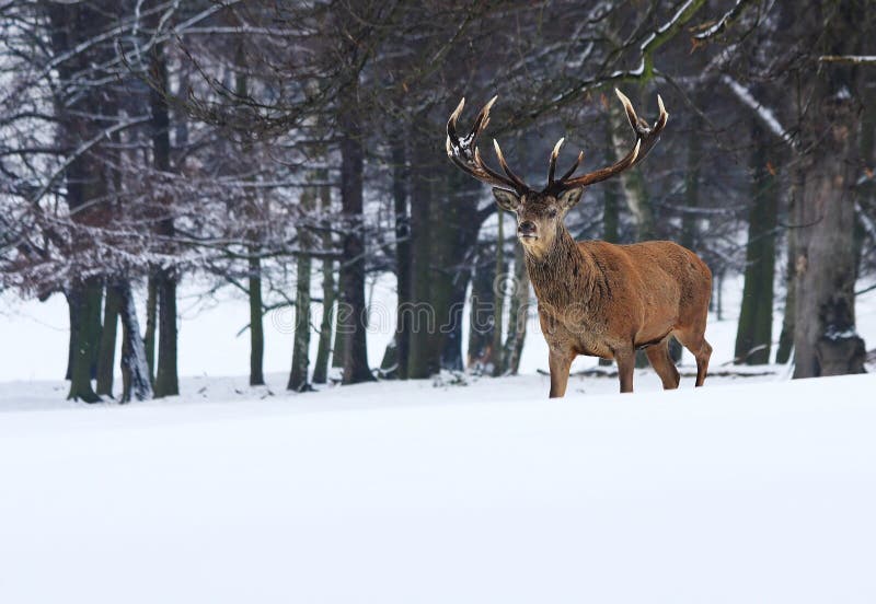 An adult male red deer with large antlers in the snow in Sherwood Forest, Nottingham, England, UK. Snow adorns this landscape in which the powerful deer looks majestic. An adult male red deer with large antlers in the snow in Sherwood Forest, Nottingham, England, UK. Snow adorns this landscape in which the powerful deer looks majestic.