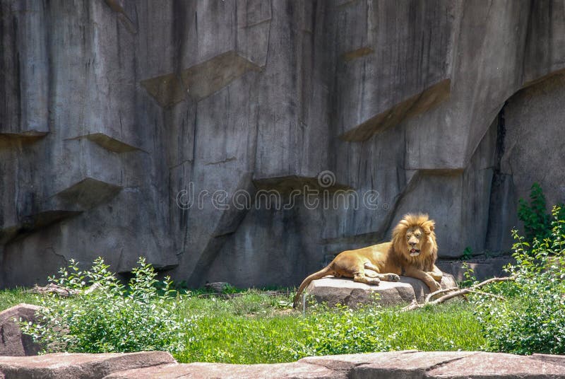 Erwachsener männlicher Löwe, der auf einem Felsen-Milwaukee County Zoo, Wisconsin sich sonnt