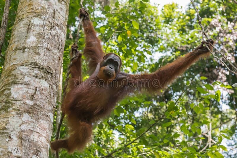 Erwachsener Orang-Utan Bewegt Sich Von Niederlassung Zu Niederlassung U