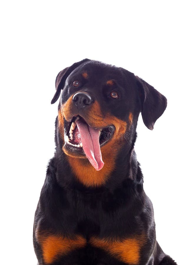 Erwachsener RottweilerHund Stockfoto Bild von getrennt