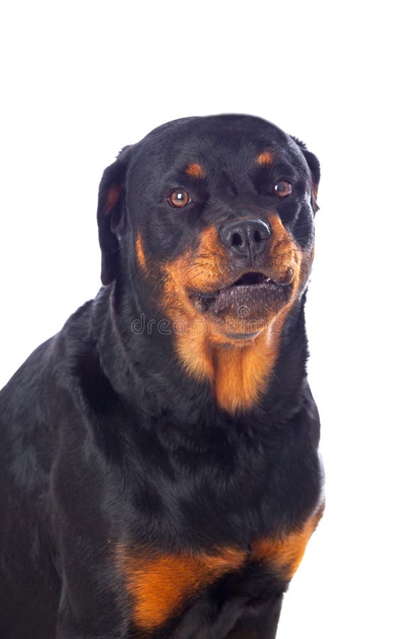 Erwachsener RottweilerHund Stockfoto Bild von getrennt