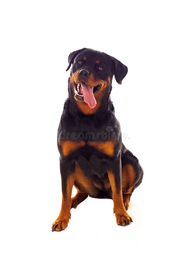 Erwachsener RottweilerHund Stockfoto Bild von stellring