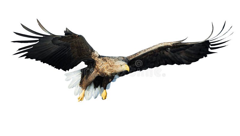 Erwachsener Seeadler im Flug Front View Getrennt auf weißem Hintergrund lizenzfreie stockfotografie