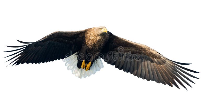 Erwachsener Seeadler im Flug Front View Getrennt auf weißem Hintergrund stockfotografie