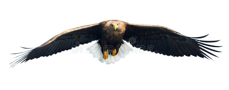 Erwachsener Seeadler im Flug Front View Getrennt auf weißem Hintergrund stockbild