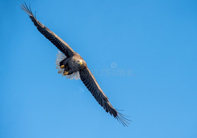 Erwachsener Seeadler im Flug Front View Hintergrund des blauen Himmels lizenzfreies stockbild