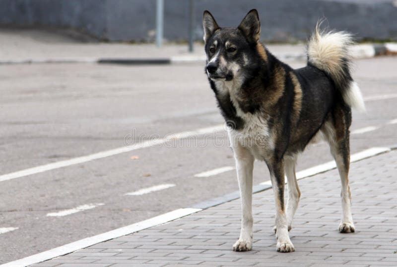 Großer erwachsener streunender Hund, der auf dem Straßenrand steht