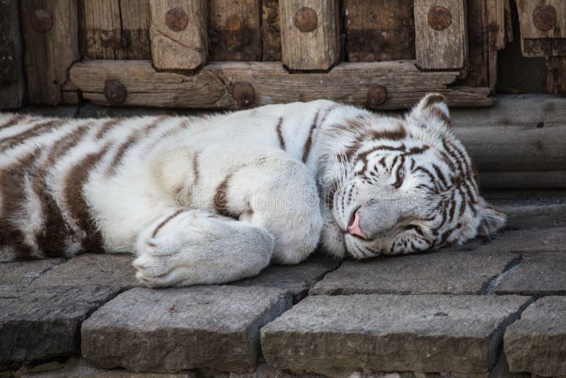 Erwachsener weißer Tiger von Pairi Daiza - Belgien lizenzfreies stockfoto