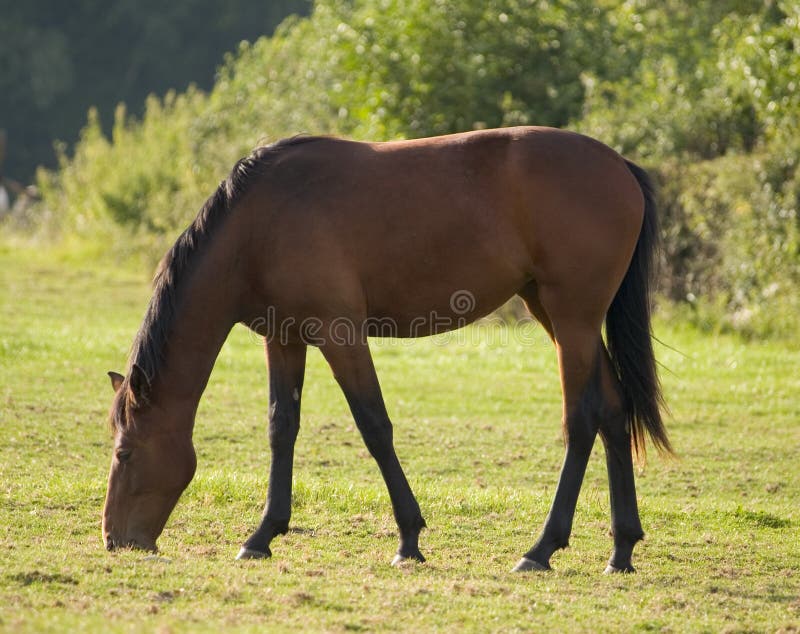 Erwachsenes Pferd stockfotografie