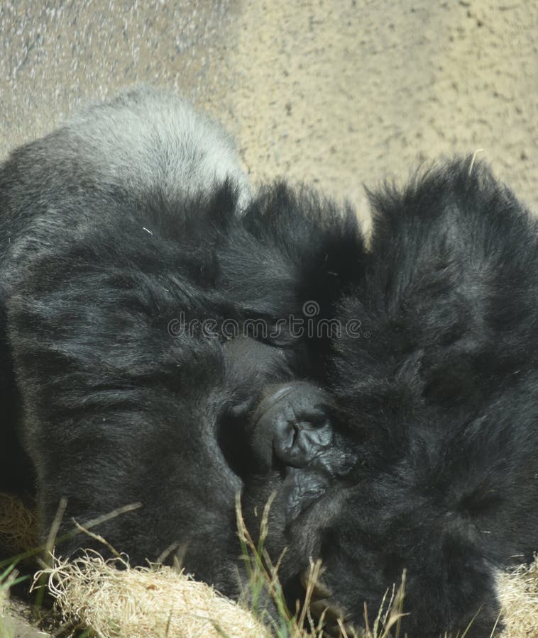 Erwachsenes Tiefland Gorilla Laying Down stockbilder Erwachsenes Tiefland Gorilla Laying Down stockbilder