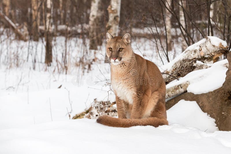 Erwachsenes weibliches Puma-Puma concolor sitzt im Schnee, der heraus Winter schaut stockbilder Erwachsenes weibliches Puma-Puma concolor sitzt im Schnee, der heraus Winter schaut stockbilder