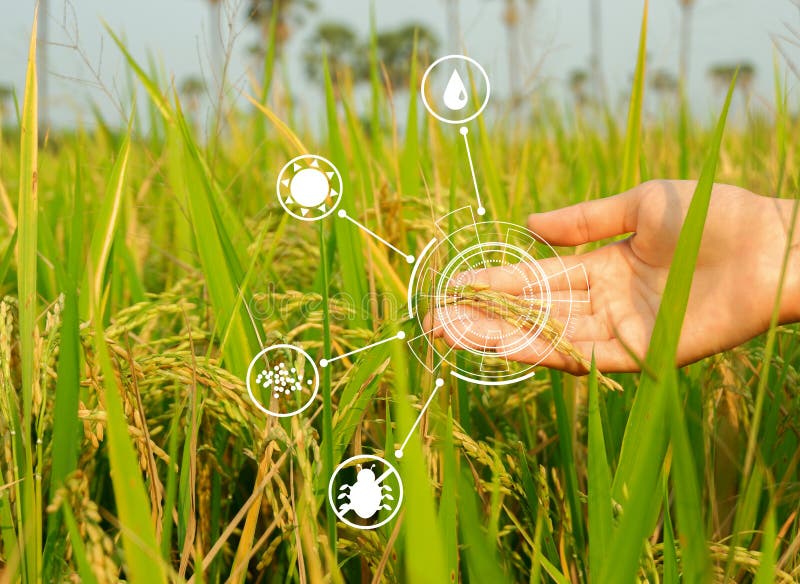 Erweitertes Landwirtschaftskonzept Hand, die reife Ohren Reis und der intelligenten Landwirtschaftsikonentechnologie Paddyhinterg stockfotos