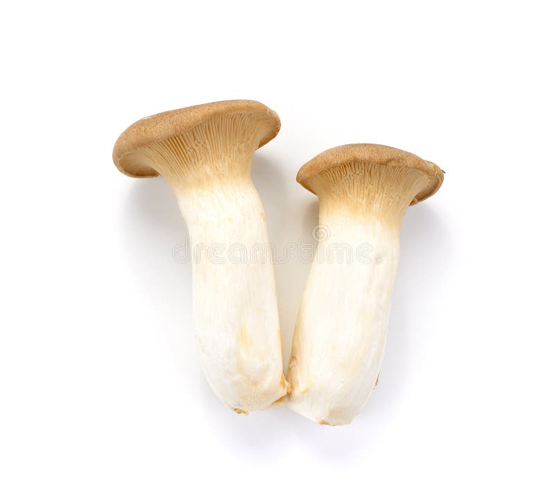 Eryngii Pleurotus μανιταριών στρειδιών βασιλιάδων στο άσπρο υπόβαθρο στοκ φωτογραφία Eryngii Pleurotus μανιταριών στρειδιών βασιλιάδων στο άσπρο υπόβαθρο στοκ φωτογραφία