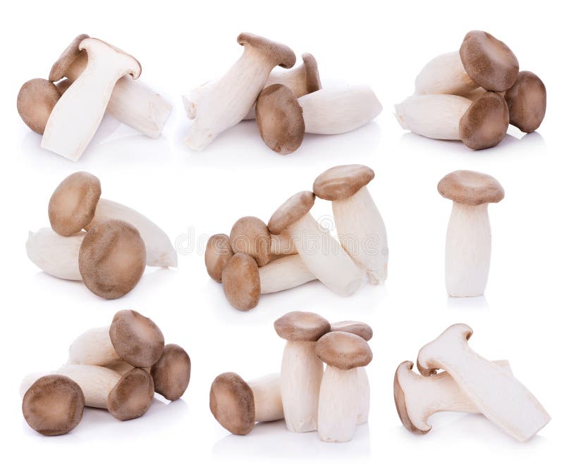 Eryngii Pleurotus μανιταριών στρειδιών βασιλιάδων στο άσπρο υπόβαθρο στοκ φωτογραφία Eryngii Pleurotus μανιταριών στρειδιών βασιλιάδων στο άσπρο υπόβαθρο στοκ φωτογραφία