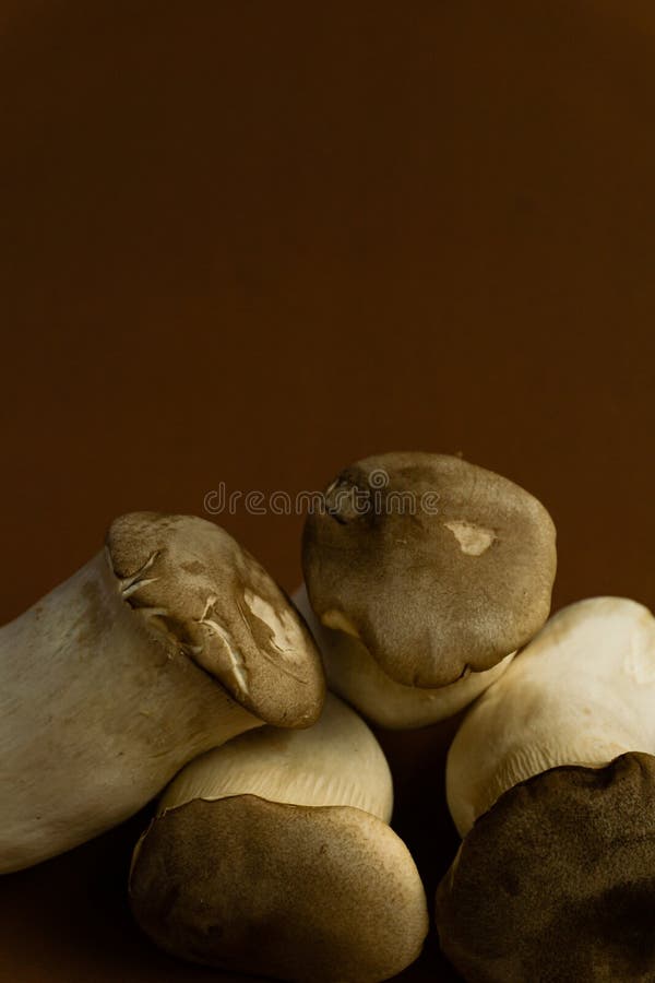 Eryngii Pleurotus гриба устрицы короля на коричневой предпосылке, Pleurotus Eryngii ( Король Устрица Mushroom) изолированный на к стоковые изображения Eryngii Pleurotus гриба устрицы короля на коричневой предпосылке, Pleurotus Eryngii ( Король Устрица Mushroom) изолированный на к стоковые изображения