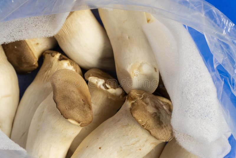 Eryngii Pleurotus гриба устрицы короля на сумке, Pleurotus Eryngii & x28; Гриб короля устрицы стоковая фотография rf Eryngii Pleurotus гриба устрицы короля на сумке, Pleurotus Eryngii & x28; Гриб короля устрицы стоковая фотография rf