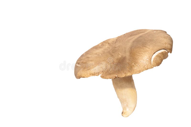 Eryngii van Pleurotus stock foto. Image of gezond, bruin 25252438
