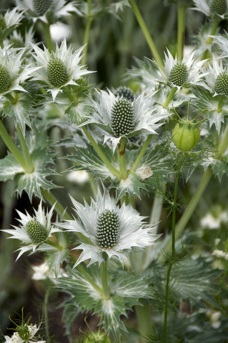 4,286 Eryngium Stock Photos Free & RoyaltyFree Stock Photos from