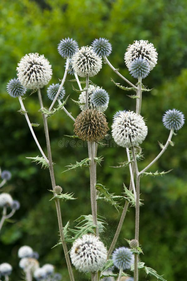 Eryngium stock foto. Image of boeket, bloeien, plantkunde 26053204