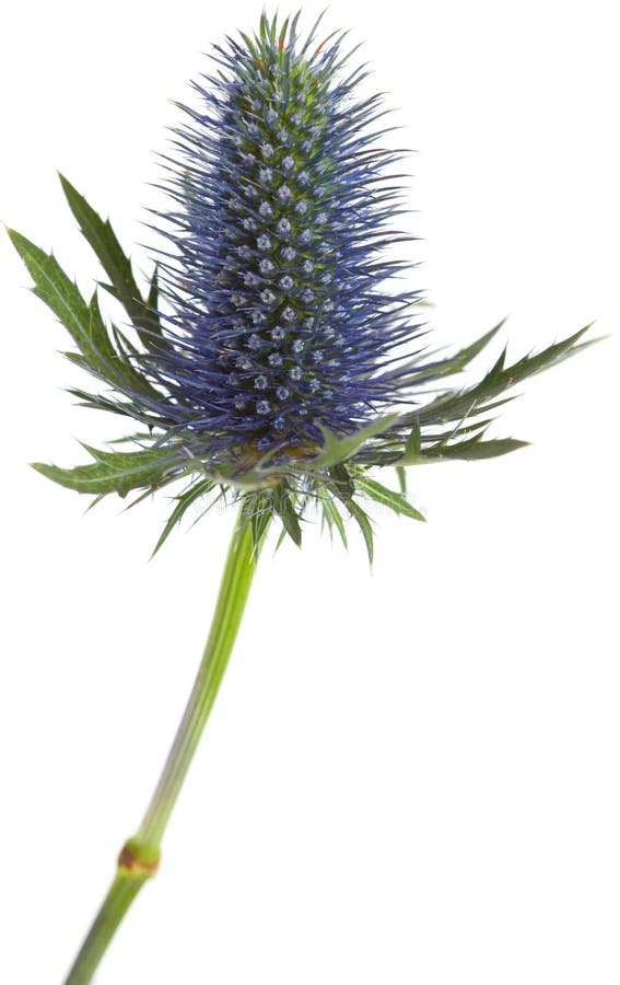 Eryngium Alpinum Thistle Plant Stock Photo Image of alpine, florist